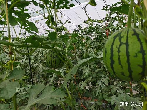 万邦小吊瓜今日价格,市场行情一览