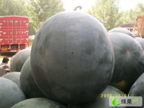 韩寺今日吊瓜价格表,今日韩寺吊瓜价格行情一览