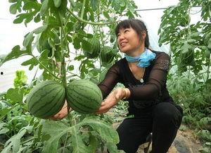 韩寺今日吊瓜价格表,今日韩寺吊瓜价格行情一览