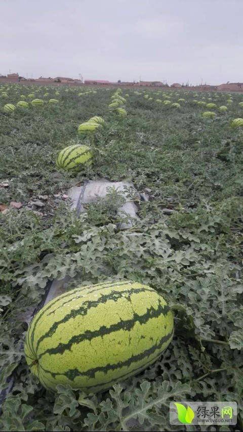 宁夏砂瓜今日最新价格表,今日行情一览