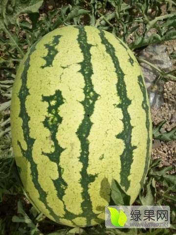 宁夏砂瓜今日最新价格表,今日行情一览