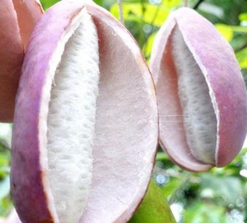 今日麻皮八月瓜价格,市场行情一览