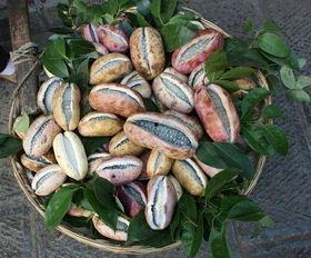 今日麻皮八月瓜价格,市场行情一览