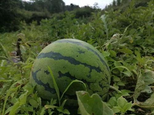 上热门摘瓜的乐趣有哪些,揭秘网络潮流新玩法