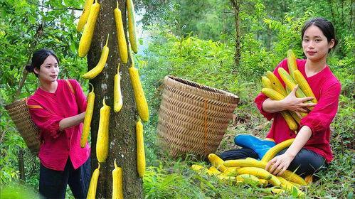 上热门摘瓜的乐趣有哪些,揭秘网络潮流新玩法