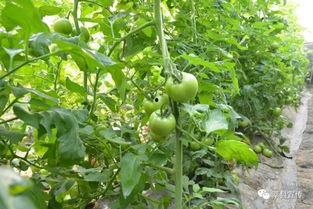 莘县黄心小吊瓜今日价格,价格行情一览”