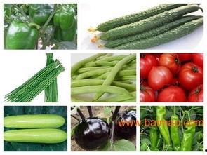 莘县黄心小吊瓜今日价格,价格行情一览”