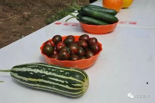 莘县黄心小吊瓜今日价格,价格行情一览”