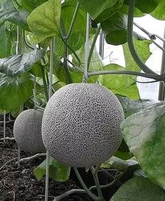 今日网纹瓜批发价格,市场行情一览