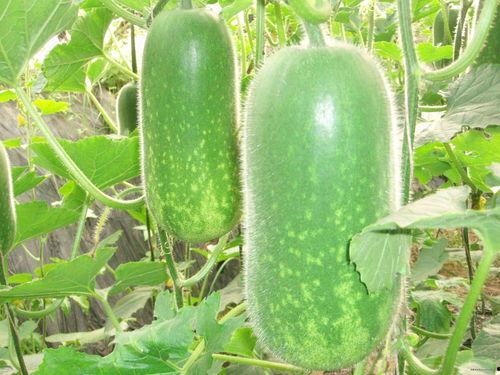 历史热门大瓜排行榜最新,盘点那些曾引发热议的惊天事件