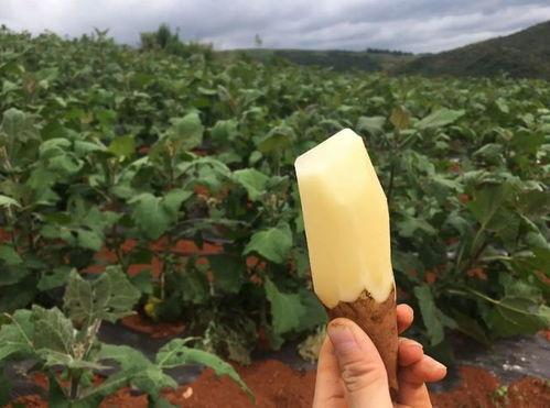 血糖高可以吃黑瓜吗早餐,黑瓜助力健康生活