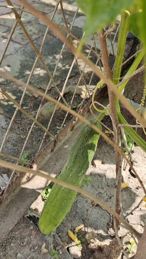 东北小时候吃的黑瓜,回味那黑瓜的甘甜时光