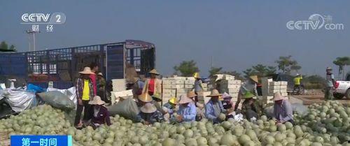 今日海南乐东哈密瓜价格,品质佳受热捧