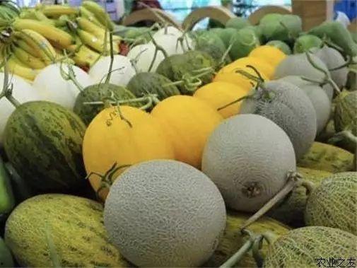 今日海南乐东哈密瓜价格,品质佳受热捧
