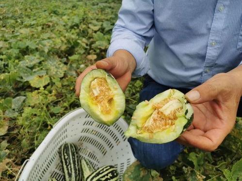 今日热销博洋九号蜜瓜,博洋九号蜜瓜，热销蜜瓜界的明星