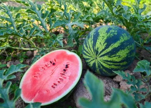 河南最新吃瓜热门事件,XX事件引发全民热议！”