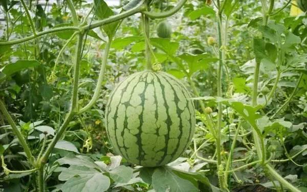 河南最新吃瓜热门事件,XX事件引发全民热议！”