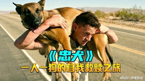 狗狗电影,狗狗电影的温馨篇章