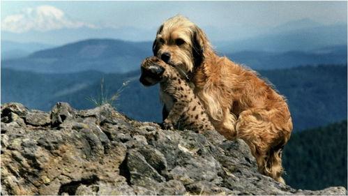 狗狗电影,狗狗电影的温馨篇章