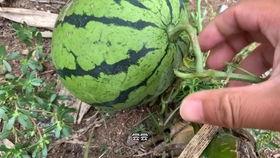 抖音上热门的瓜,揭秘网络红人的背后故事