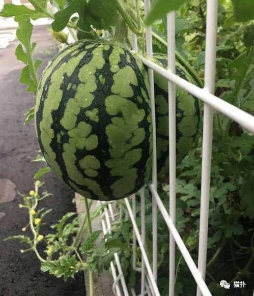 夏天热门瓜品种,盘点最受欢迎的夏季热门瓜品种