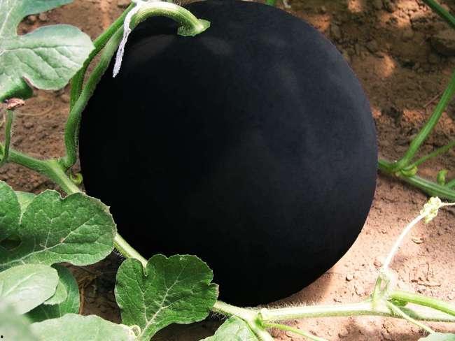 今日黑瓜吃料,揭秘今日热点事件背后的真相与内幕