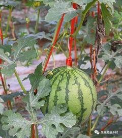 黑福利吃瓜,揭开行业潜规则