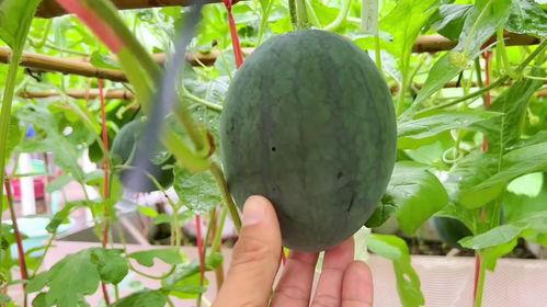 近期热门吃瓜主角,揭秘近期热门吃瓜主角背后的故事