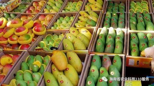 三亚水果吊瓜今日价格,价格行情一览