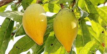 三亚水果吊瓜今日价格,价格行情一览