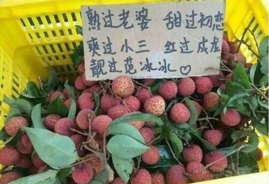 摘吊瓜热门文案搞笑,笑果连连，瓜农的欢乐日常