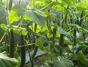 刺瓜批发价格今日,今日刺瓜批发价格行情分析