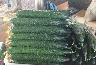 刺瓜批发价格今日,今日刺瓜批发价格行情分析