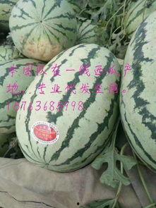 商情网硒砂瓜今日价钱,市场行情实时解析