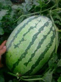 商情网硒砂瓜今日价钱,市场行情实时解析