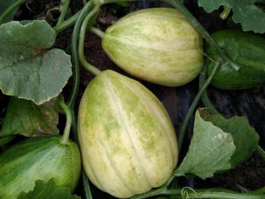 今日新鲜事木必瓜,揭秘今日新鲜事中的神秘果实