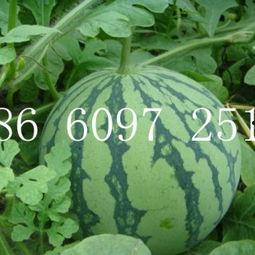 吊瓜西瓜今日价格表最新,2023年最新吊瓜西瓜价格行情一览