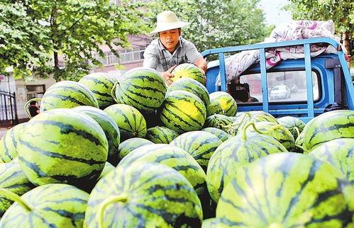吊瓜西瓜今日价格表最新,2023年最新吊瓜西瓜价格行情一览
