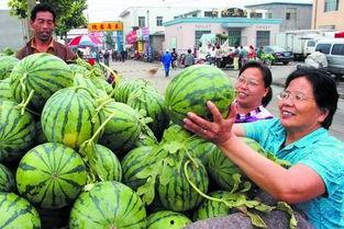 今日高瓜价格最新消息,最新市场动态解析