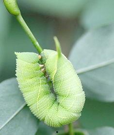 瓜虫子视频素材上热门,揭秘幕后制作秘籍