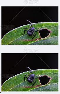 瓜虫子视频素材上热门,揭秘幕后制作秘籍