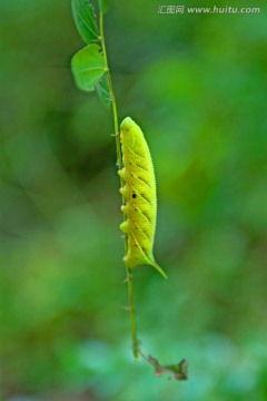 瓜虫子视频素材上热门,揭秘幕后制作秘籍