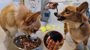黑犬咬人白犬吃瓜视频播放,网络视频引发热议