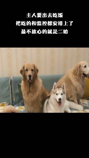 黑犬咬人白犬吃瓜视频播放,网络视频引发热议