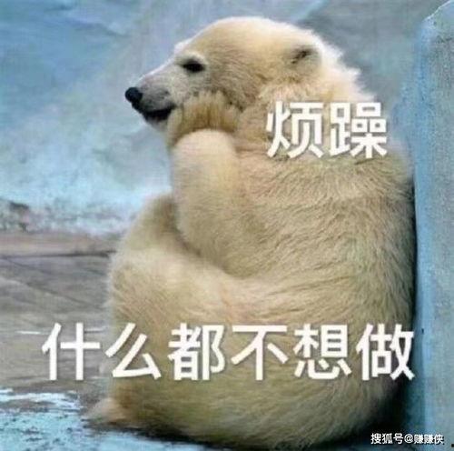 吃瓜表情包热门视频,网络热门视频背后的趣味与现象