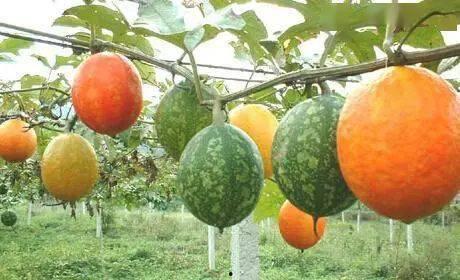 山东今日吊瓜价格表图片,山东今日吊瓜价格行情一览