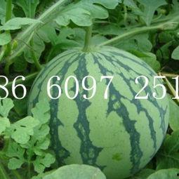 山东今日吊瓜价格表图片,山东今日吊瓜价格行情一览