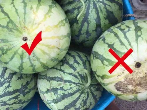 吃黑绿瓜,营养与美味的完美结合