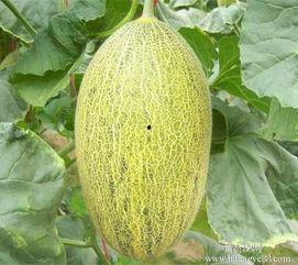 武汉哈密瓜今日价格行情,价格行情一览