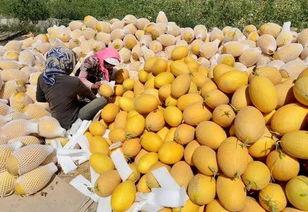 嘉兴市场哈密瓜今日行情,品质优价廉，抢购正当时